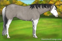 Horse Color:Unknown 