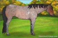 Horse Color:Bay Roan 