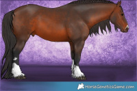 Horse Color:Brown Tobiano 