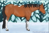 Horse Color:Bay Tobiano 