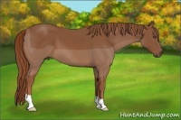 Horse Color:Chestnut 
