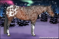 Horse Color:Bay Ice Tobiano Appaloosa Rabicano 