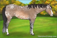 Horse Color:Buckskin Ice Splash Rabicano