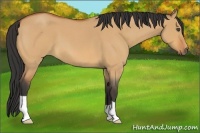 Horse Color:Bay Roan Dun 
