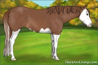 Horse Color:Chestnut Splash 