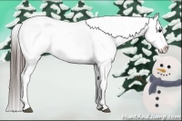 Horse Color:White Spotted Black Appaloosa 