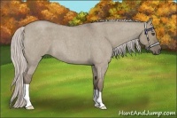 Horse Color:Silver Grullo Roan 