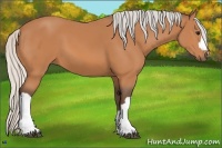 Horse Color:Silver Bay 