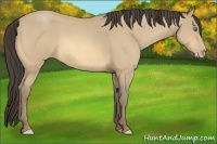 Horse Color:Amber Cream Champagne Roan