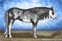 Horse Color:White Spotted Black Splash Frame 
