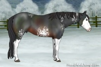 Horse Color:White Spotted Brown Sabino Splash