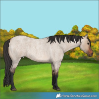 Horse Color:Brown Roan Dun 