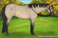 Horse Color:Bay Roan Dun