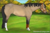 Horse Color:Buckskin Roan Dun 