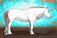 Horse Color:Brown Appaloosa 