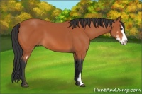 Horse Color:Bay Splash Frame 
