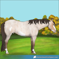 Horse Color:Sable Champagne Roan Frame 