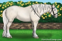 Horse Color:Silver Classic Cream Champagne Pearl Splash 