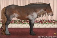 Horse Color:Liver Chestnut Frame 