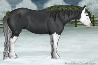 Horse Color:Black Splash 