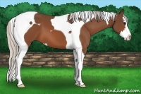 Horse Color:Silver Bay Splash Tobiano 