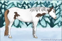 Horse Color:Liver Chestnut Splash Tobiano