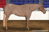 Horse Color:Red Roan