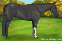 Horse Color:Smoky Black