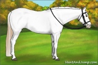 Horse Color:Buckskin Appaloosa 