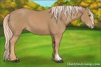 Horse Color:Palomino Sabino