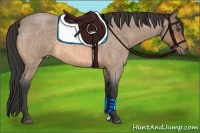 Horse Color:Buckskin Roan 