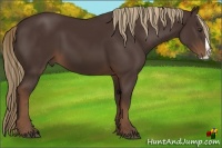 Horse Color:Liver Chestnut Splash 
