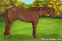 Horse Color:Chestnut Rabicano 