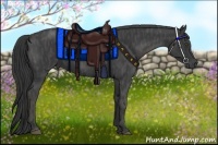 Horse Color:Black  Brindle