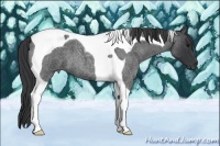 Horse Color:Blue Roan Tobiano