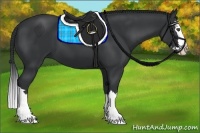 Horse Color:Black Splash