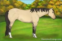 Horse Color:Buckskin Roan Dun 