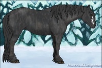 Horse Color:Black  Brindle