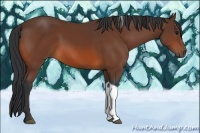 Horse Color:Bay Tobiano 