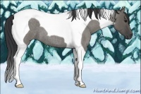 Horse Color:Grullo Roan Tobiano