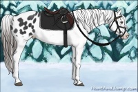 Horse Color:Black Appaloosa  Brindle
