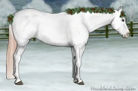 Horse Color:Chestnut Appaloosa