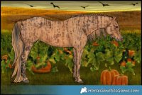 Horse Color:Brown  Brindle