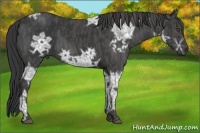 Horse Color:Black Ice Brindle