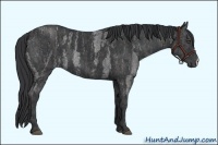 Horse Color:Blue Roan  Brindle