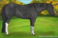 Horse Color:Black  Brindle