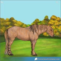 Horse Color:Bay Roan  Brindle
