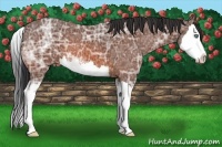 Horse Color:Bay Ice Sabino Splash