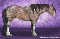 Horse Color:Bay Ice Sabino 