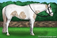 Horse Color:Red Dun Ice Splash Tobiano 